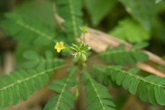 Biophytum sensitivum, photograph (c) 曾昱承 Yu-Cheng Zeng, some rights reserved (CC BY)