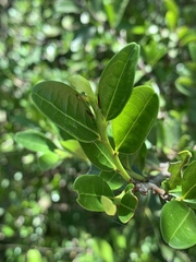 Erythroxylum emarginatum