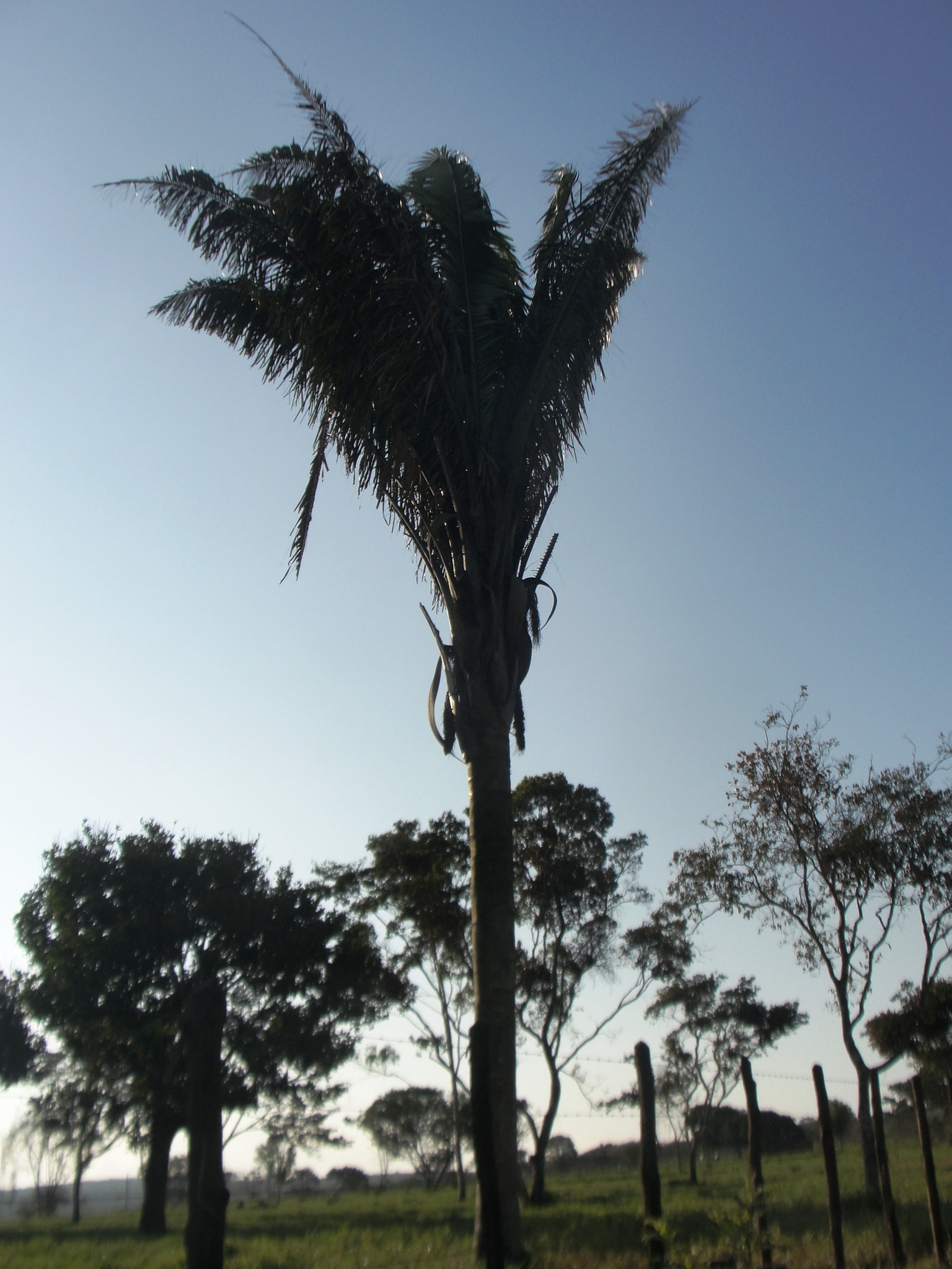 Attalea oleifera