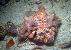 Dardanus pedunculatus