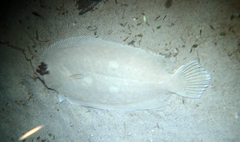 Pseudorhombus dupliciocellatus
