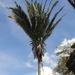 Attalea oleifera - Photo (c) Marcondes Oliveira, some rights reserved (CC BY-NC), uploaded by Marcondes Oliveira