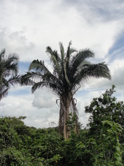 Attalea oleifera