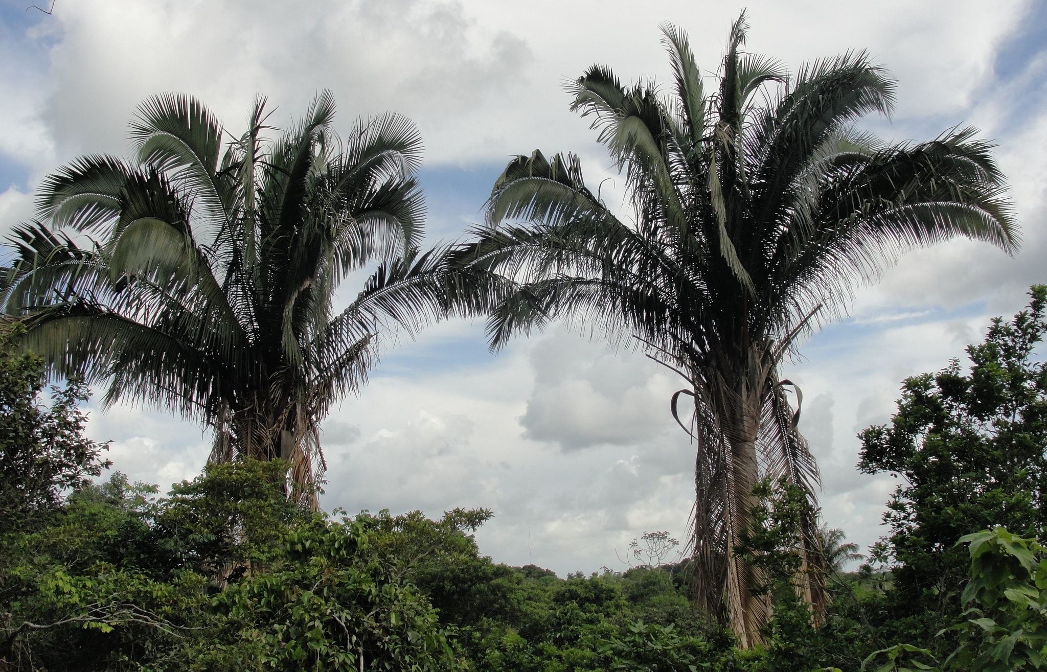 Attalea oleifera