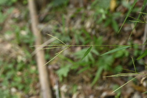 Microstegium glabratum iNat (3)