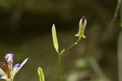 Tricyrtis lasiocarpa, photograph (c) 曾昱承 Yu-Cheng Zeng, some rights reserved (CC BY)