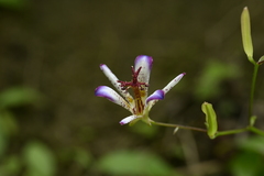 Tricyrtis lasiocarpa