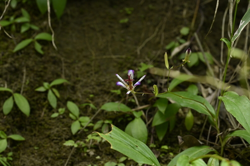 Tricyrtis lasiocarpa, photograph 2