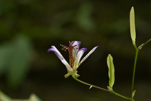 Tricyrtis lasiocarpa, photograph 3