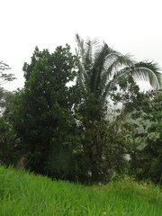 Attalea oleifera