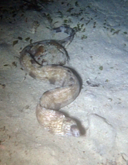 Gymnothorax enigmaticus