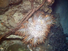 Acanthaster