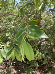 Xylopia longipetala