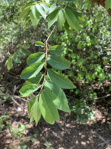 Bush Bitterwood (Xylopia longipetala) · iNaturalist