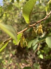 Xylopia longipetala
