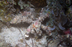Camposcia retusa
