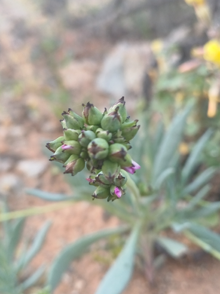Cistanthe thyrsoidea
