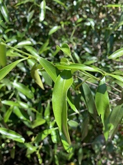 Coptosperma supra-axillare
