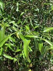 Coptosperma supra-axillare