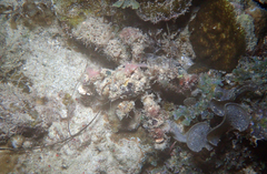 Camposcia retusa