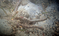 Corythoichthys haematopterus