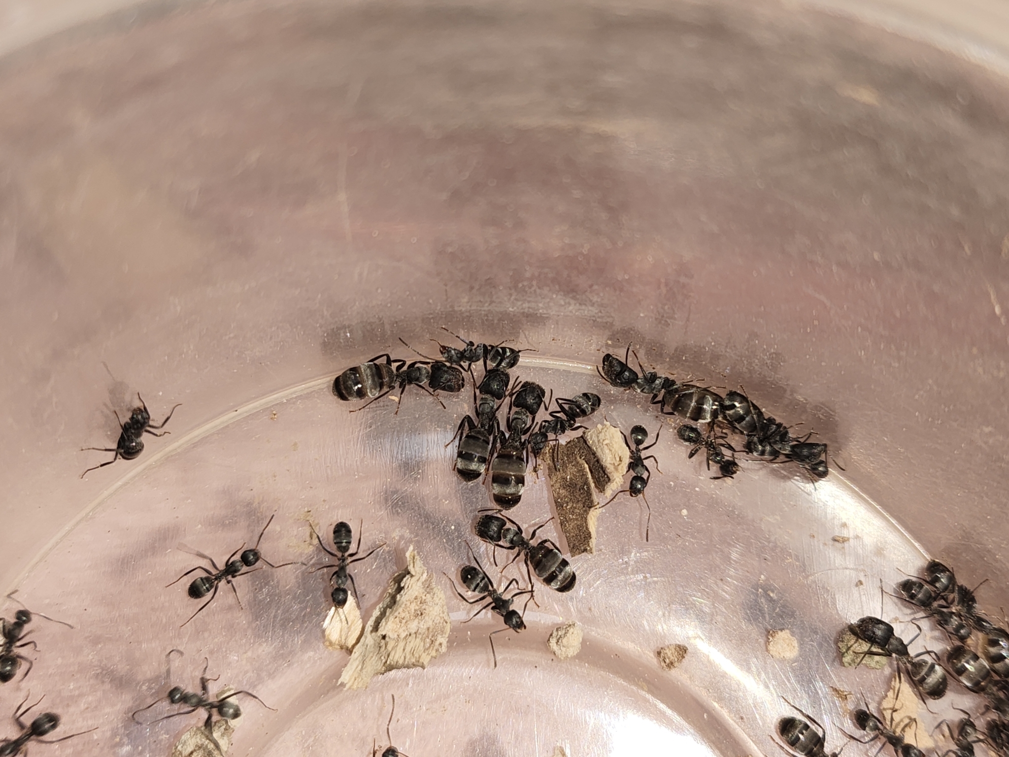 Camponotus binghamii