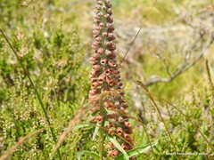 Digitalis parviflora