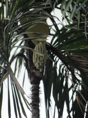 Bactris ferruginea