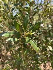 Olea capensis enervis