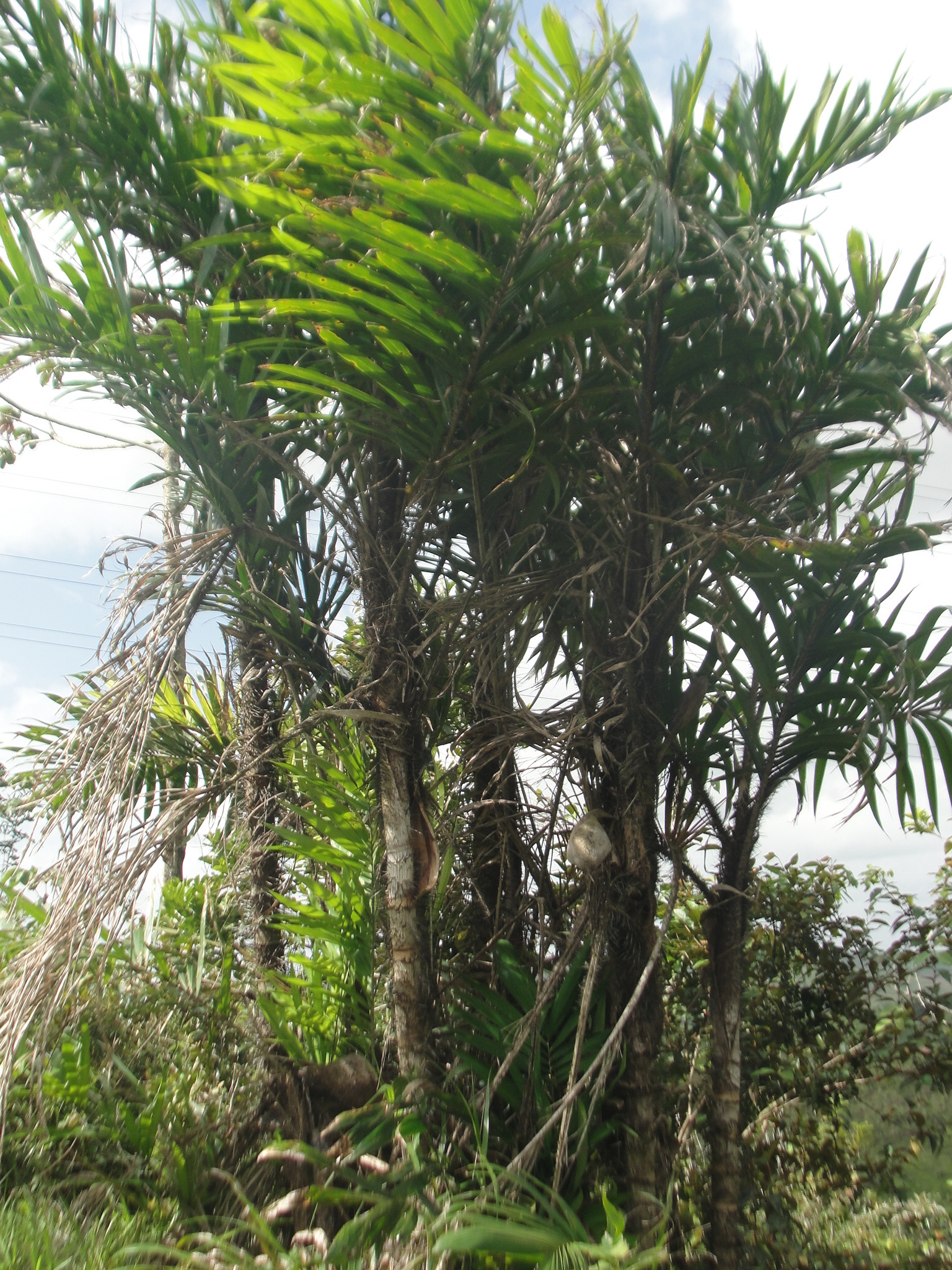 Bactris ferruginea