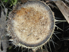 Bactris ferruginea