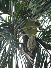 Bactris ferruginea