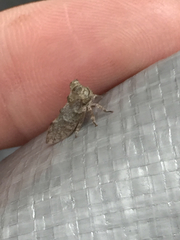 Microcentrus perditus