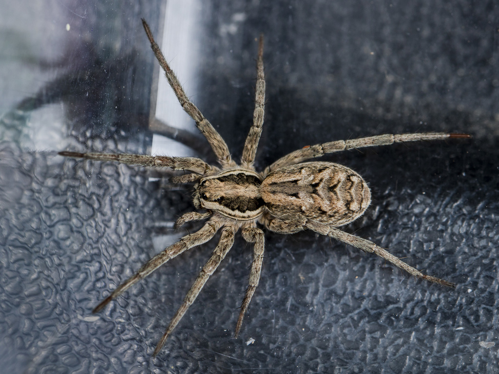Lycosa praegrandis