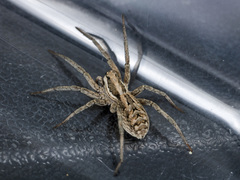 Lycosa praegrandis