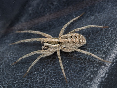 Lycosa praegrandis