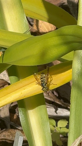 Unknown species found near Fulton County, US-GA, US