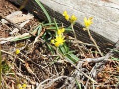 Petrosedum amplexicaule