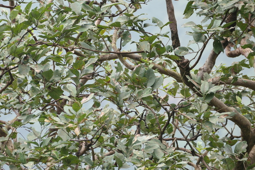 waras (Heterophragma quadriloculare)