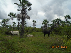 Copernicia prunifera