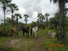 Copernicia prunifera