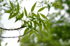 Fraxinus angustifolia oxycarpa