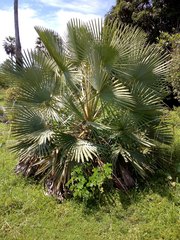 Copernicia prunifera