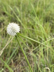 Cyperus cristatus