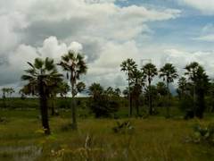 Copernicia prunifera