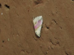 Eublemma roseana