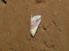 Eublemma roseana