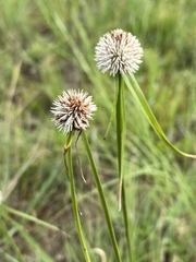 Cyperus cristatus