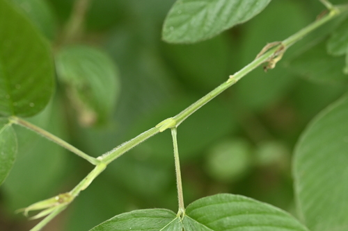 Dendrolobium triangulare, photograph 1