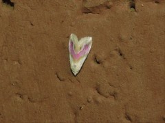 Eublemma roseana